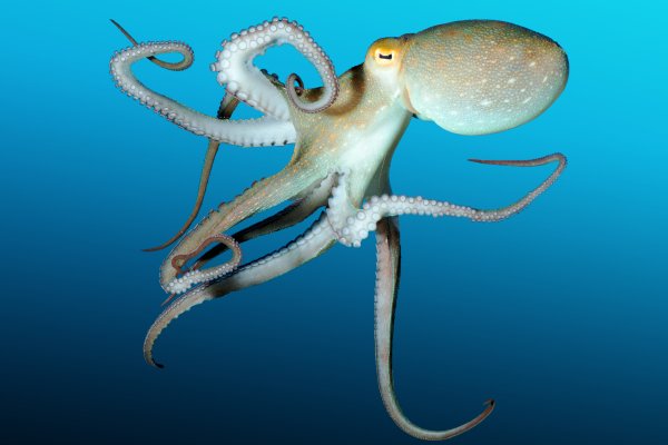 Kraken market зеркала