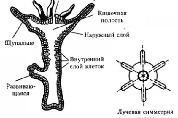 Официальная тор ссылка кракен сайта