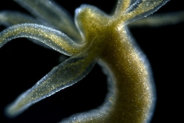 Kraken сайт kraken clear com
